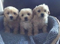 lovely maltipoo puppies