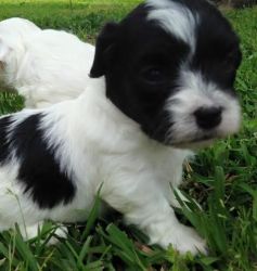 Cute Maltipoo Puppies Available