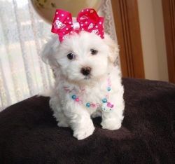 Affectionate Maltipoo Puppy For Sale