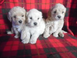 Maltipoo Puppies Available for good home .(xxx) xxx-xxx5