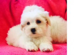 toy maltipoo puppies ready