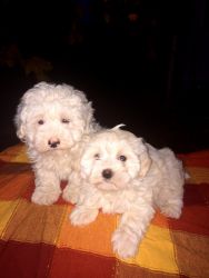 Love at First Sight Maltipoo Puppies ready now