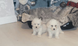 absolute stunning Maltese x poodle pups