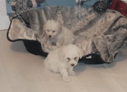 absolute stunning Maltese x poodle (maltipoo)