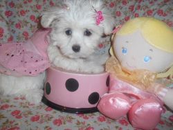 Toy maltipoo Girls Nonshed 9wks Ready now