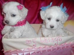 Toy Maltipoo white dolls Nonshed 9wks