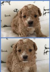 Awesome Maltipoo Puppies available