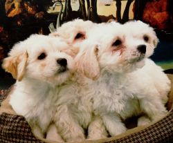 Maltipoo Puppies Adorables