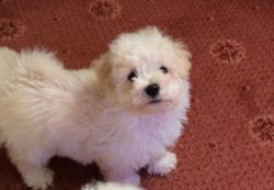 Excellent Quality F1 Maltipoo Babies Ready Now