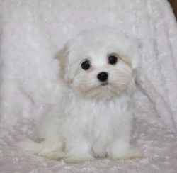 Adorable Teeny Tiny Pure White Maltipoo