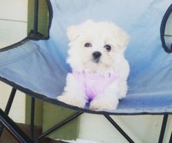 Lovely maltipoo puppy for good homes