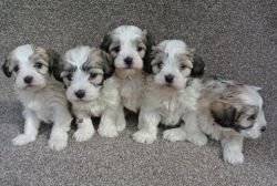 Beautiful Maltipoo puppies