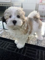 Ready This Weekend Only 2 Left Toy Maltipoo Pups