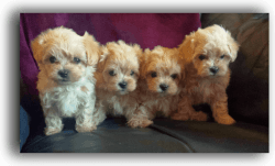 Stunning Red Maltipoo Pups For Sale