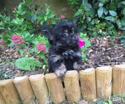 Outstanding Rare Non Moulting Daisy Puppies