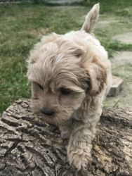 Maltipoo Pup For Sale!