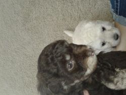 6 week old maltipoos, white female and brown male available