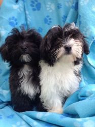 Lovely Malti-poo Puppies