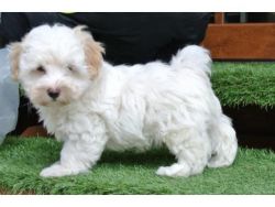Maltipoo Puppies for Rehoming