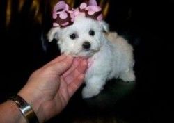 AKC Maltipoo Puppies For Sale Imperial Maltipoo