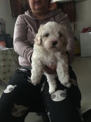 Selling Maltese Poodle mix