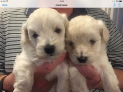 Beautiful Maltipoo PuppIES For Sale