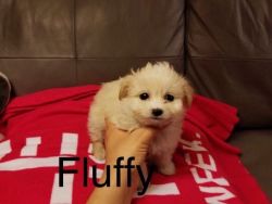 Maltipoo - Fluffy - Male