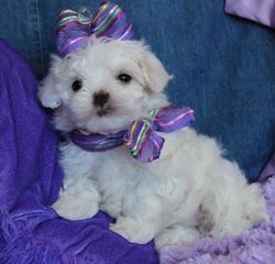 Male and female Maltipoo puppies.