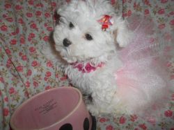 Toy Maltipoo Girl nonshed 8wks
