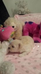 Tiny & Adorable Maltipoo Puppies