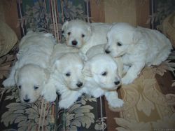 Sweet and Gorgeous Maltipoo puppies Available