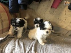 Beautiful F1multipoo Puppies *ready To Go*