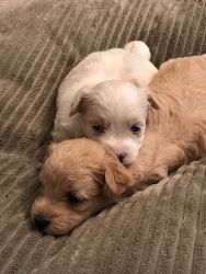 Registered Male Maltipoo Puppies