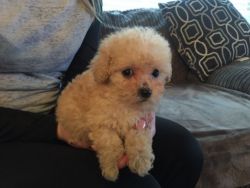 Teacup Maltipoo Puppies Both Parents Dna Tested