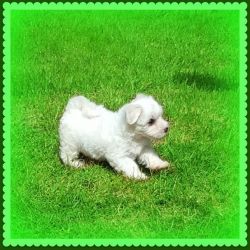 Female F1maltipoo. Only One Left ......ready Now