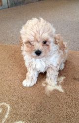 Apricot Maltipoo Pups ..boys And Girls Available