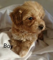 F1 Tea Cup Maltipoo Puppies For Sale