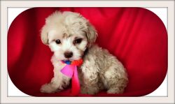 ABSOLUTELY ADORABLE MALTI POO PUPS !