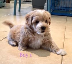 *only 1 Boy Left * Maltipoo Puppies