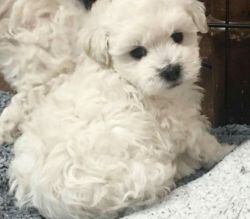 Maltipoo puppies now ready to go home..