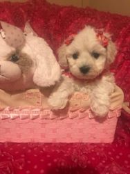 Maltipoo nonshed puppies 8wks