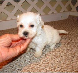 Attractive Male and Female Maltipoo Puppies Available now
