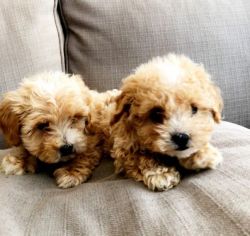 maltipoo puppies for adoption (xxx) xxx-xxx4