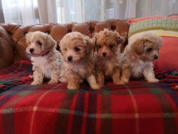 Tiny Maltipoo Puppies
