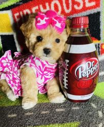 Tiny and Adorable Maltipoo Puppies