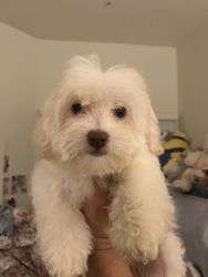 2.5 month maltipoo finds good home