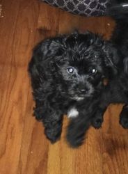 8 week old MALTIPOO PUPPIES ready for new home