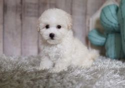 Cotton Candy the Maltipoo