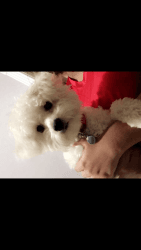 2 year old maltipoo needs rehoming