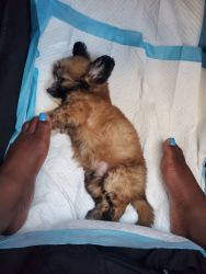 10 week old maltipoo puppy